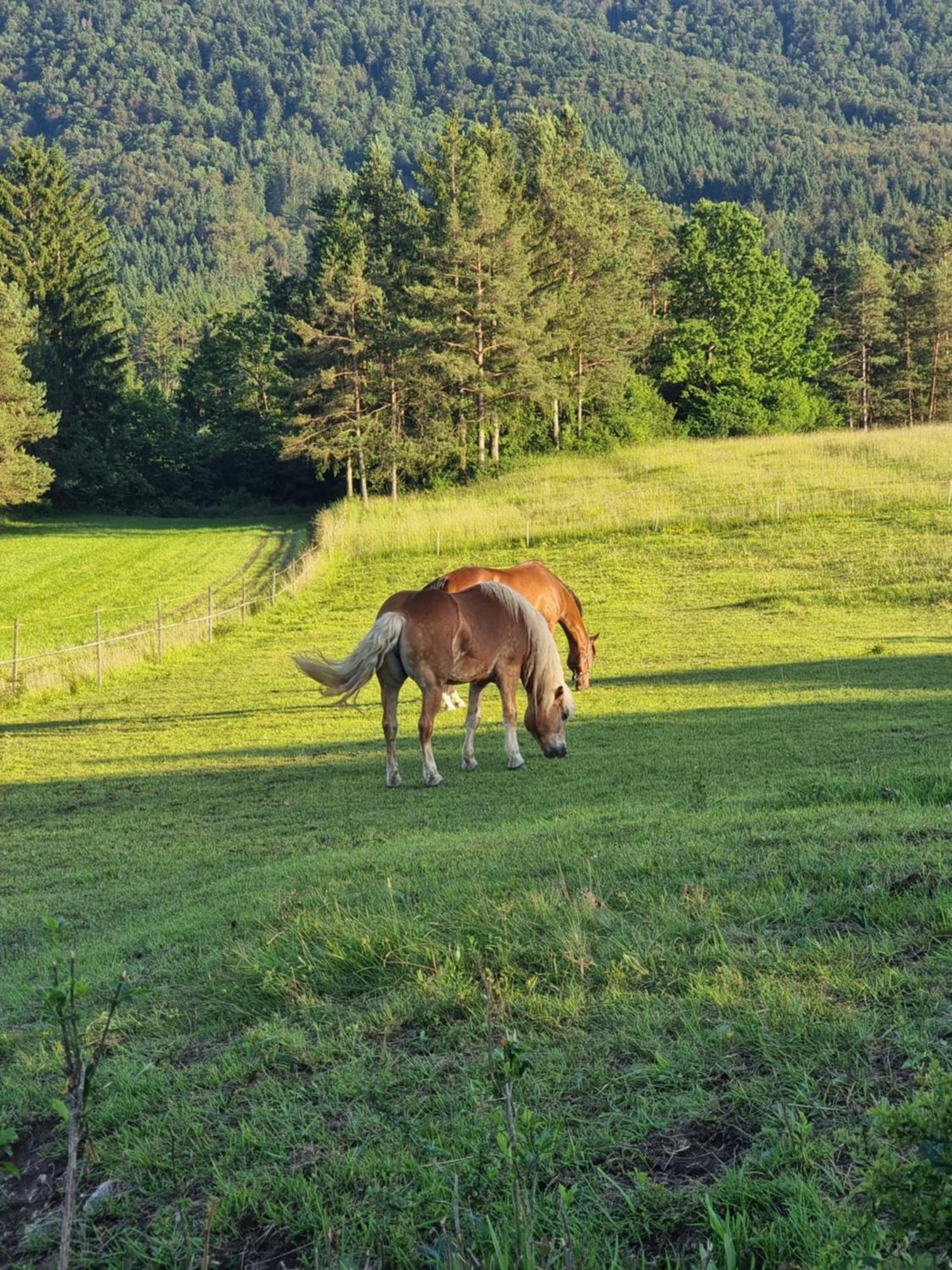 Notranjska Hisa - Traditional Country House, Close To The World Attraction Cerknica Lake Begunje pri Cerknici Exteriör bild